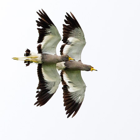 Wattled Plovers in flight